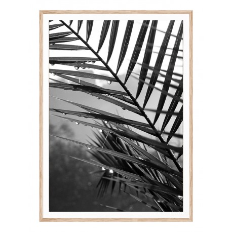 Постер "Palm leaves"