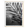 Постер "Palm leaves"