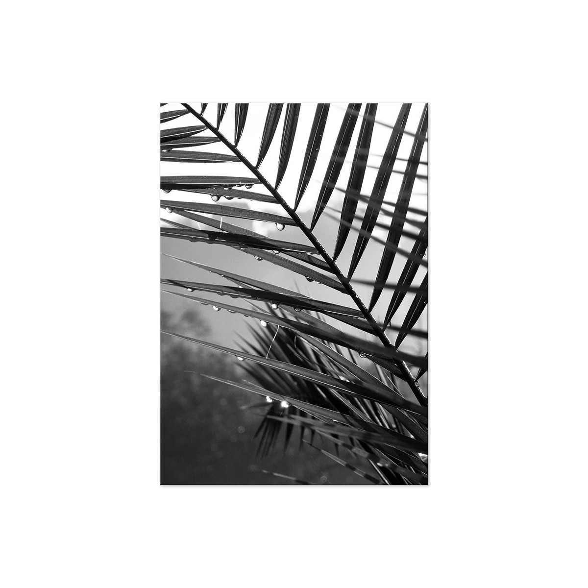 Постер "Palm leaves"