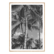 Постер "Palm"