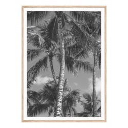 Постер "Palm"