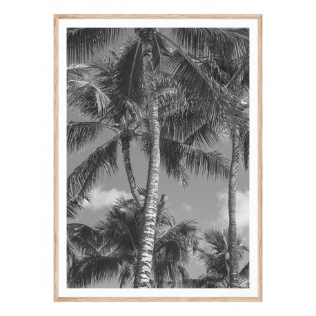 Постер "Palm"