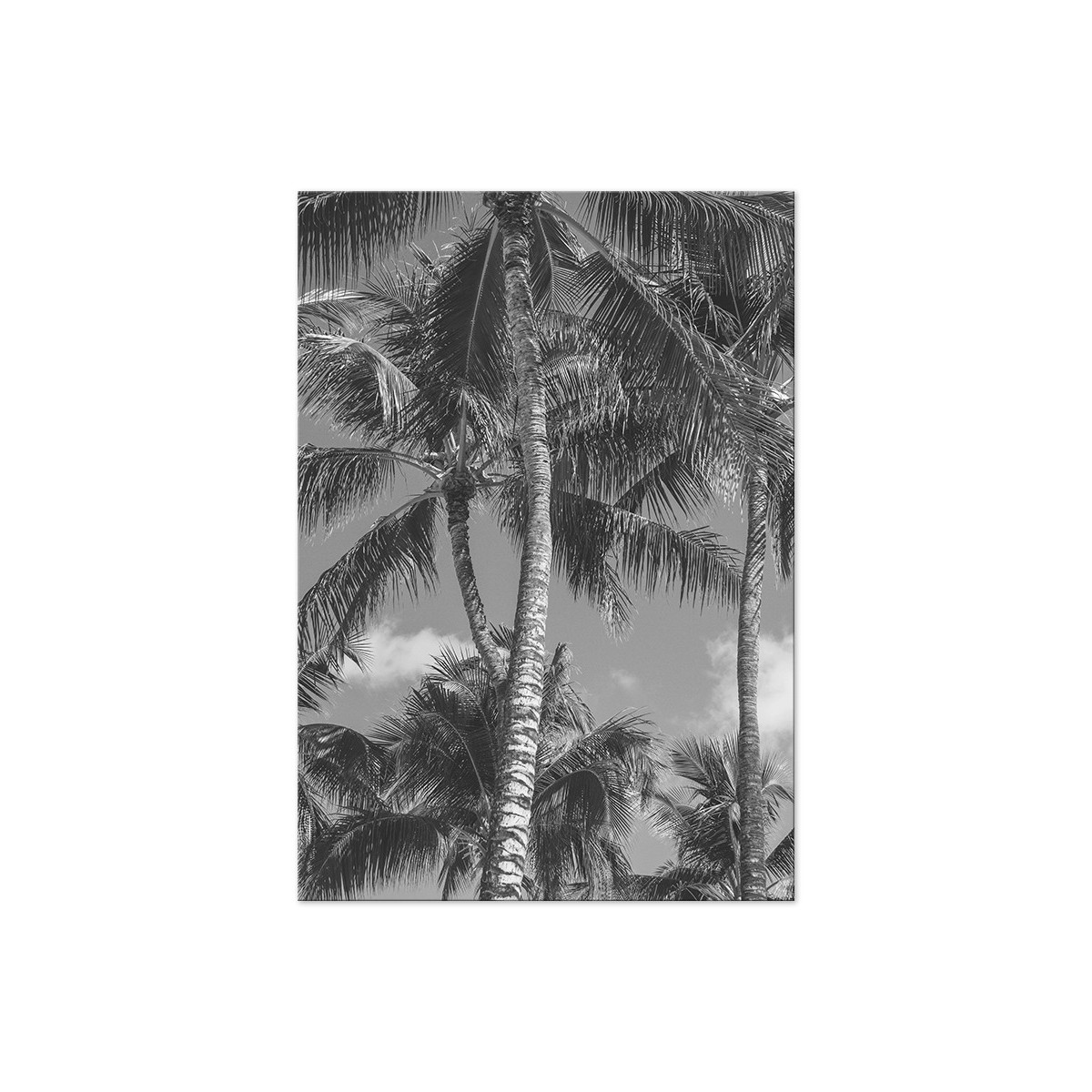 Постер "Palm"