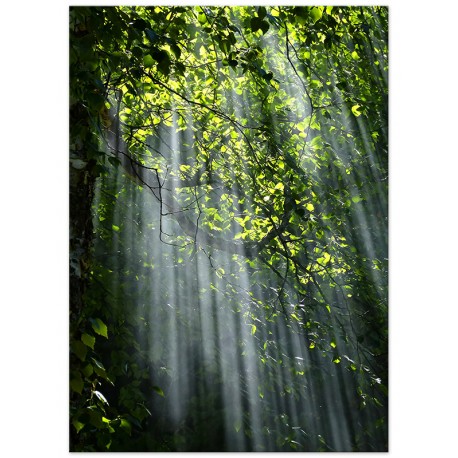 Комплект постеров "Greenery"