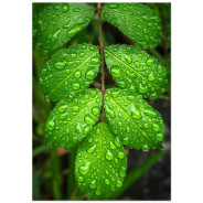 Комплект постеров "Greenery"