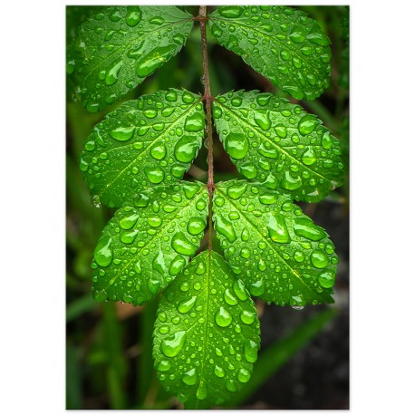 Комплект постеров "Greenery"