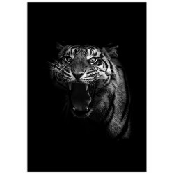 Комплект постерів "Macho"