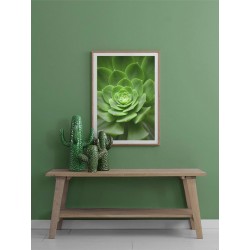 Постер "Succulents"