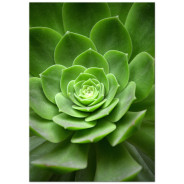 Постер "Succulents"