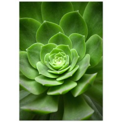 Постер "Succulents"