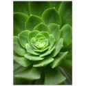 Постер "Succulents"