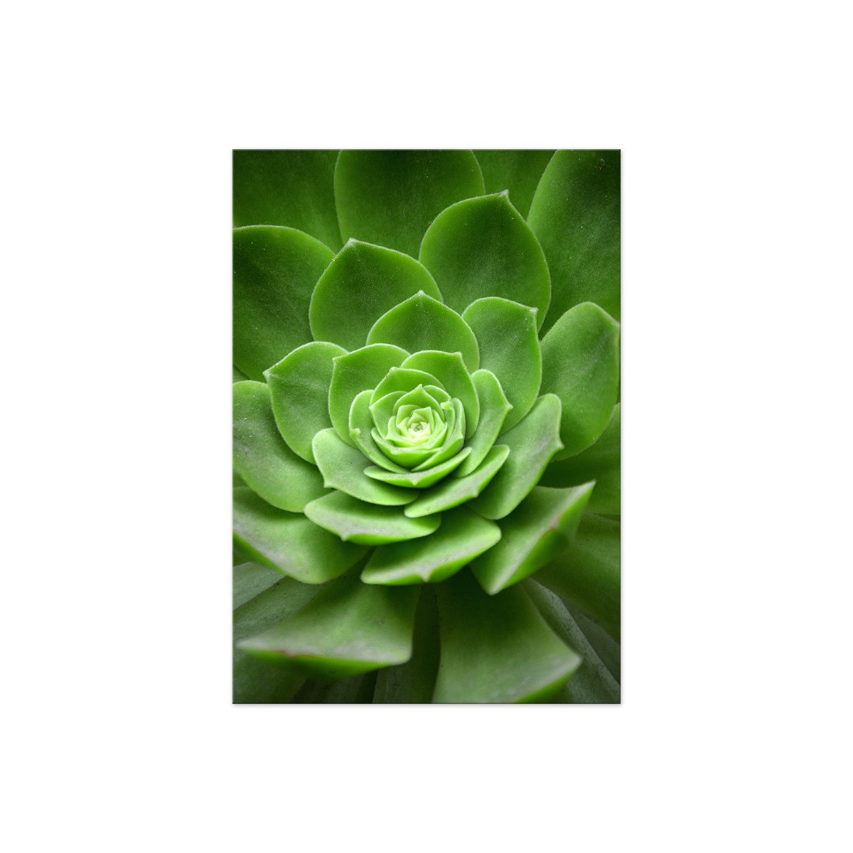 Постер "Succulents"