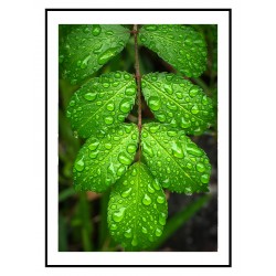 Постер "Під дощем"