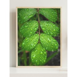 Постер "Под дождем"