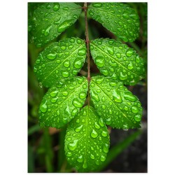 Постер "Під дощем"