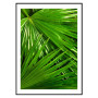 Постер "Palm"