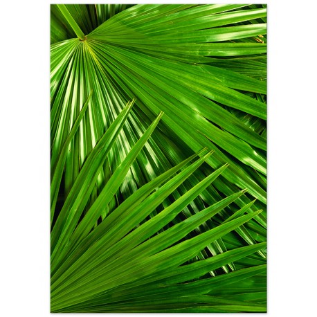 Постер "Palm"