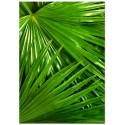 Постер "Palm"