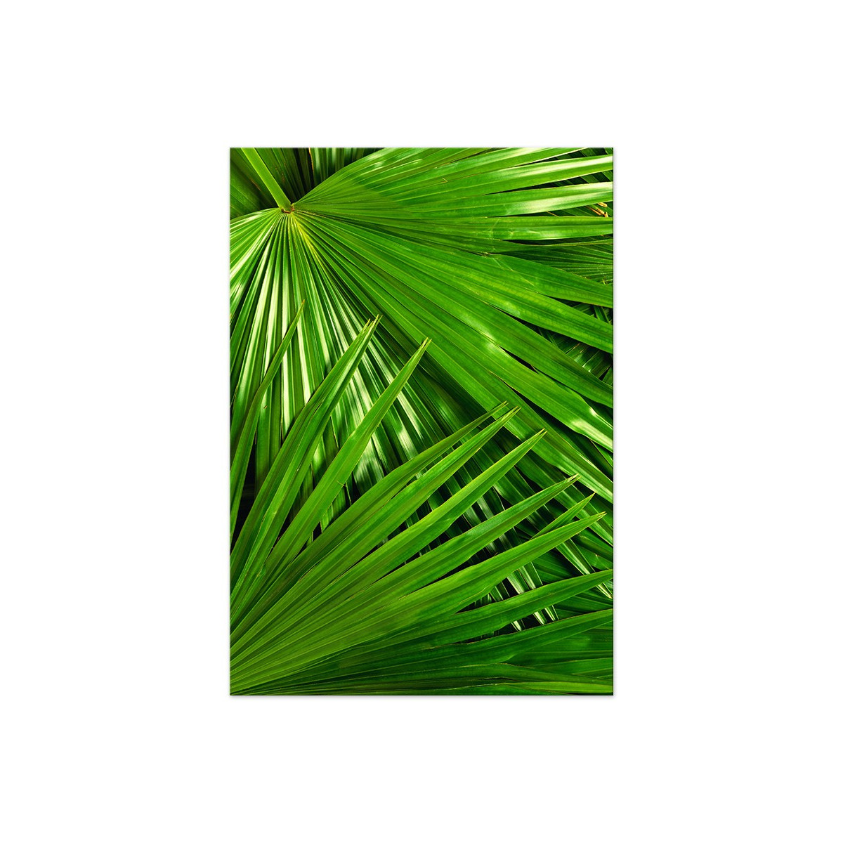 Постер "Palm"