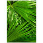 Постер "Palm"