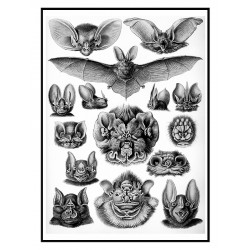 Постер "Летучие мыши. Эрнст Геккель, 1904 год"