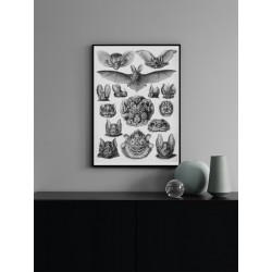 Постер "Летучие мыши. Эрнст Геккель, 1904 год"