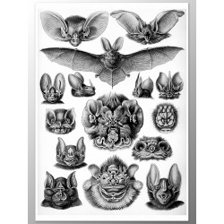 Постер "Летучие мыши. Эрнст Геккель, 1904 год"