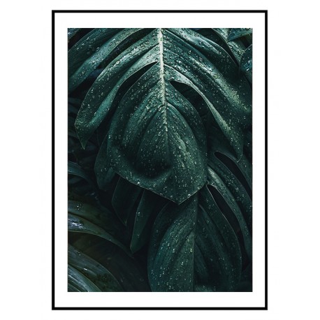 Постер "Monstera"