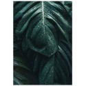 Постер "Monstera"