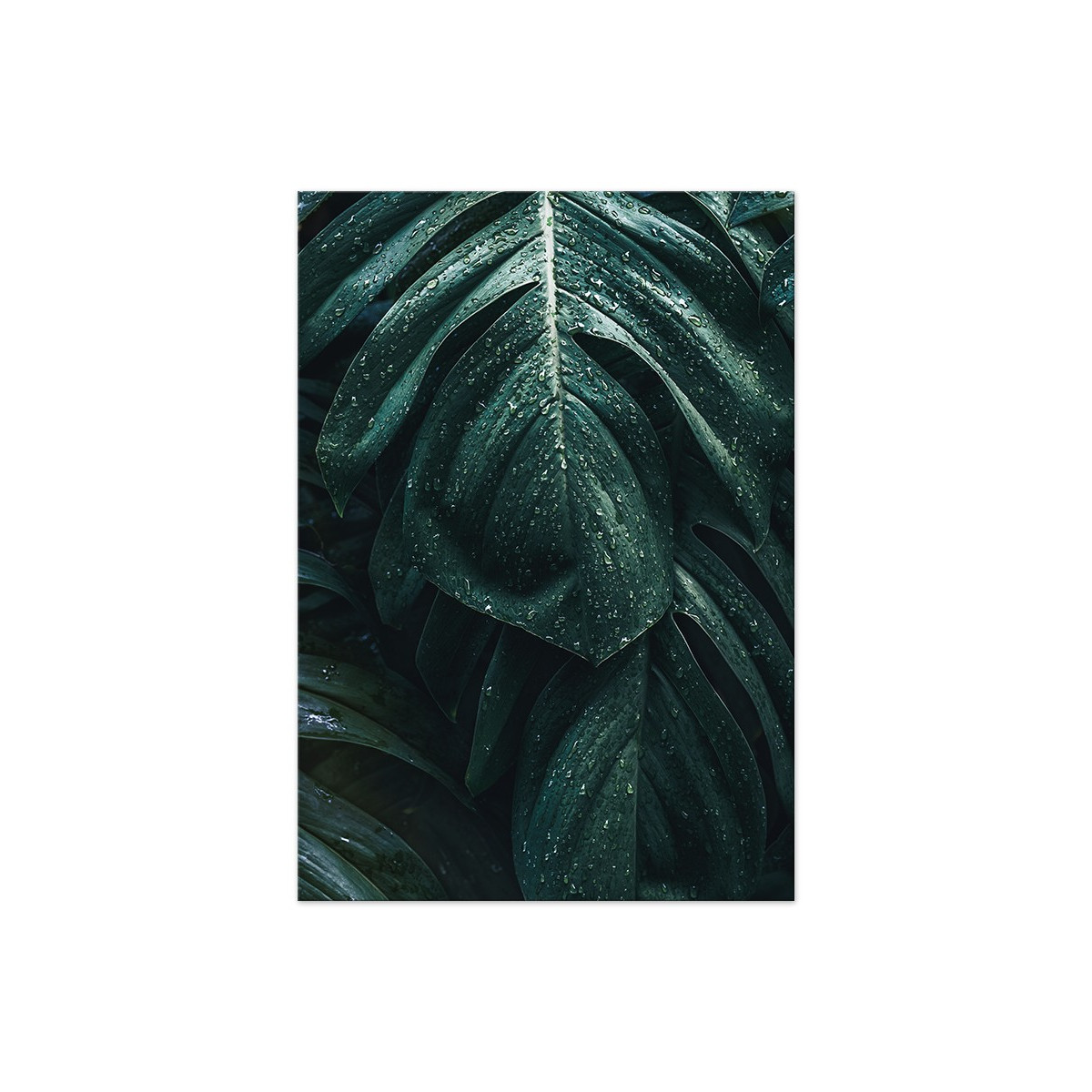 Постер "Monstera"