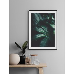 Постер "Фатсія японська"