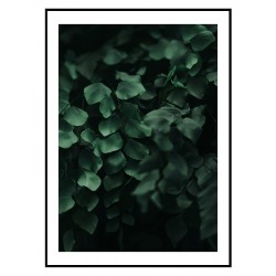 Постер "Адіантум Йорданський"