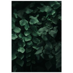 Постер "Адіантум Йорданський"