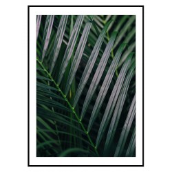 Постер "Пальма"