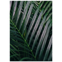 Постер "Пальма"