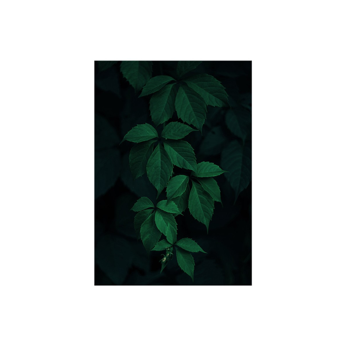 Постер "Green leaves"
