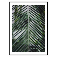 Постер "Palm leaves"
