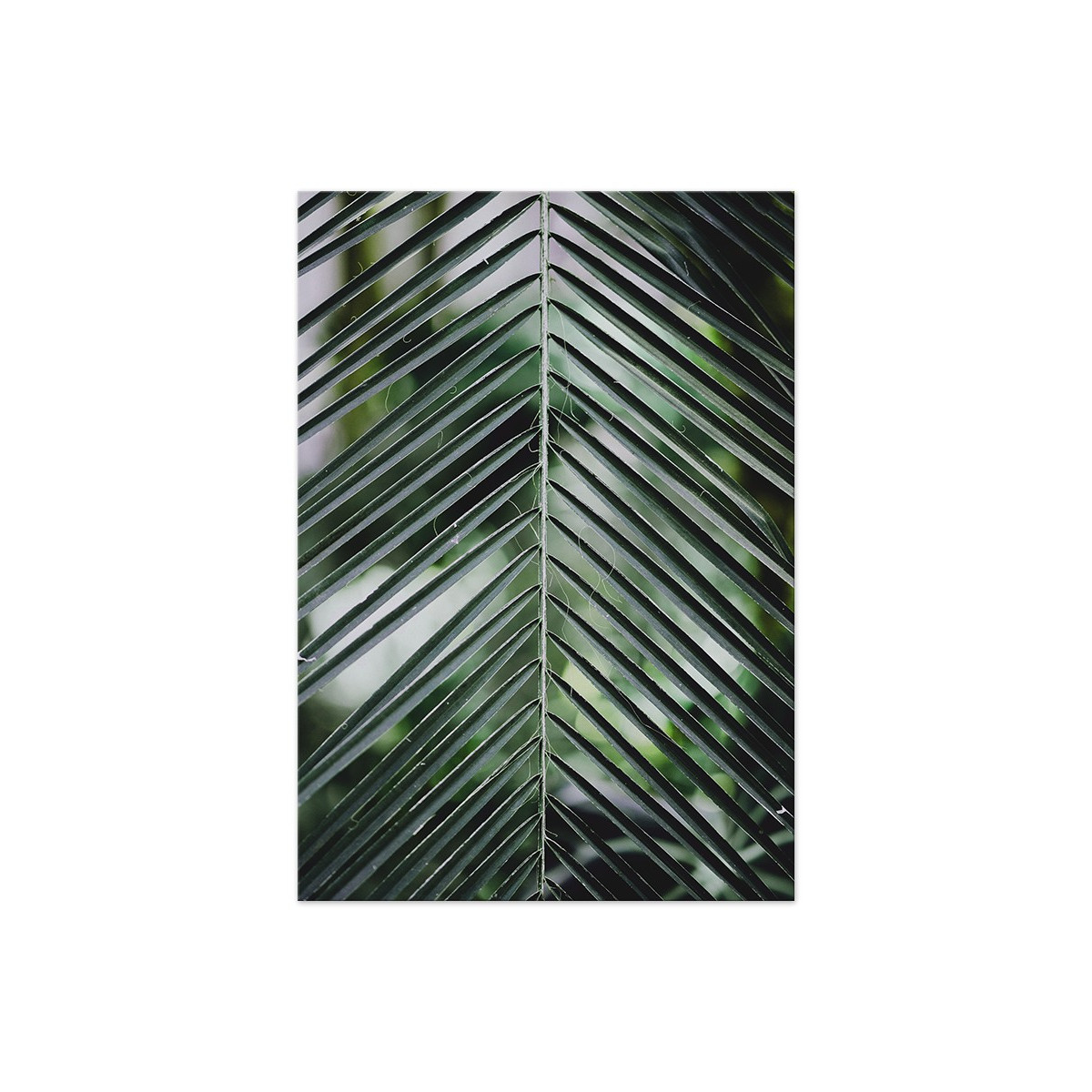 Постер "Palm leaves"