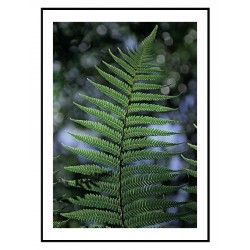 Постер "Папороть"