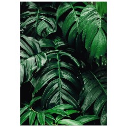 Постер "Monstera"