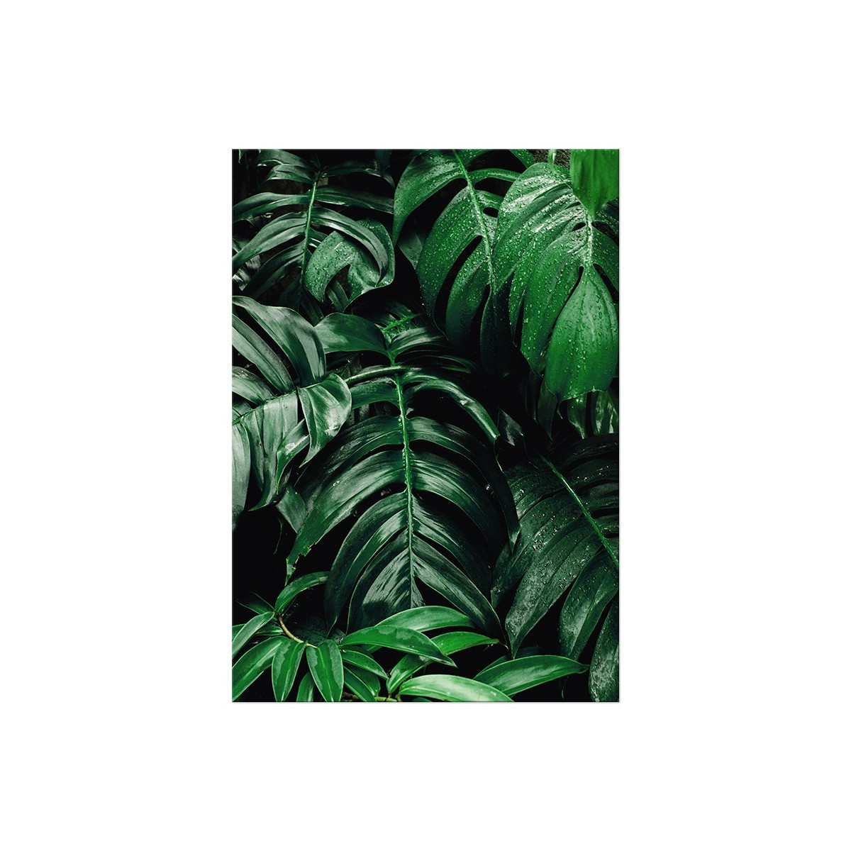 Постер "Monstera"