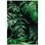 Постер "Monstera"