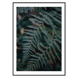 Постер "Папороть"