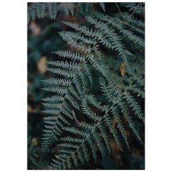 Постер "Папороть"