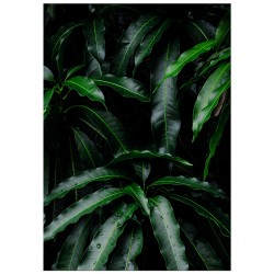 Постер "Манго індійське"