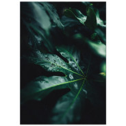 Комплект постерів "A tropical forest"