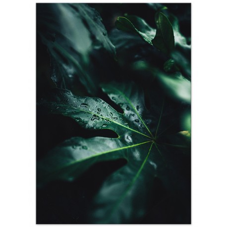 Комплект постеров "A tropical forest"