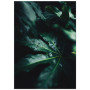 Комплект постерів "A tropical forest"