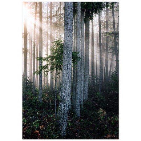Комплект постерів "A tropical forest"
