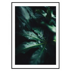 Комплект постерів в рамках "A tropical forest"